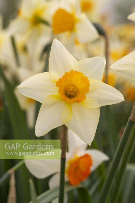 Narcissus 'Whiteley Gem'