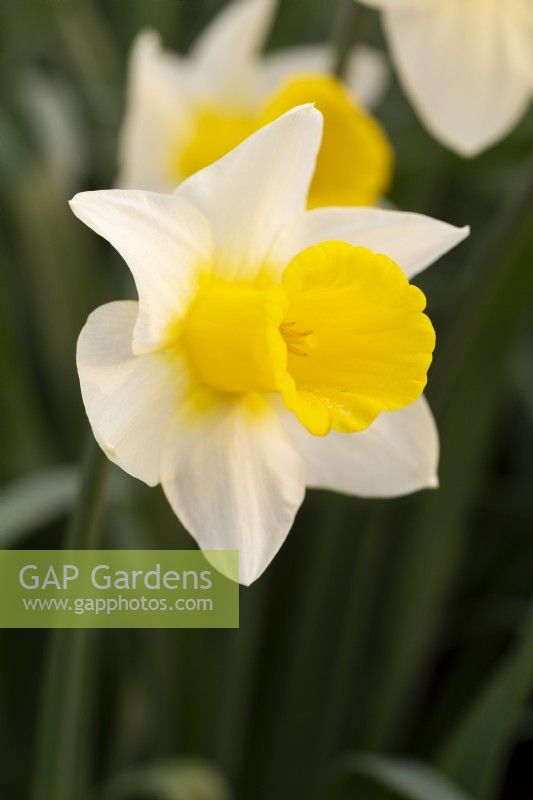 Narcissus 'Coverack Beauty'