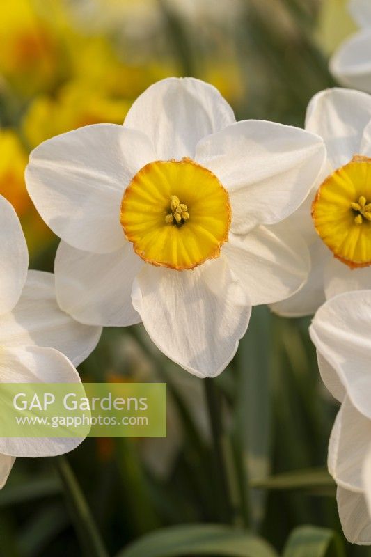 Narcissus 'Fortune's Glow'