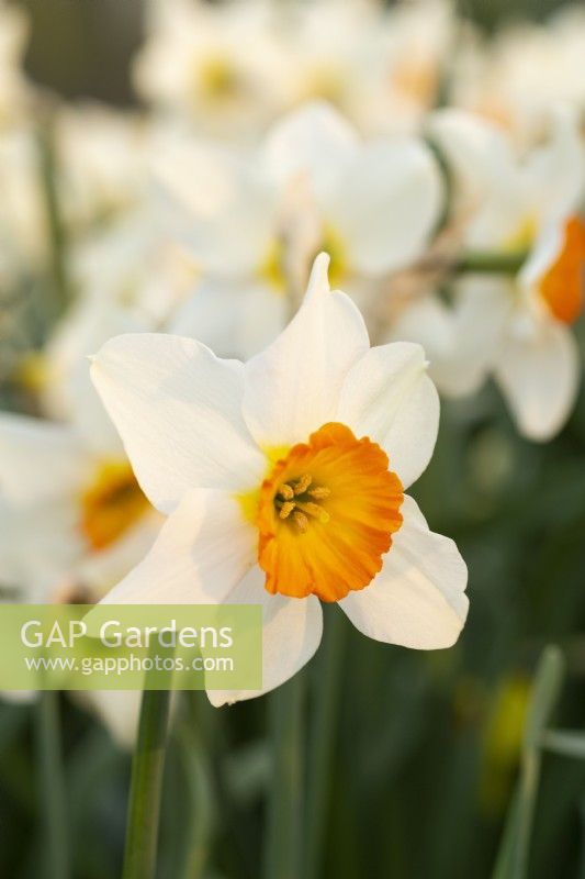 Narcissus 'Crown Derby'