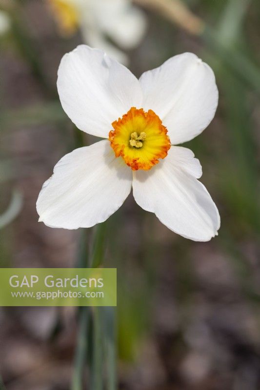 Narcissus 'Quetta'