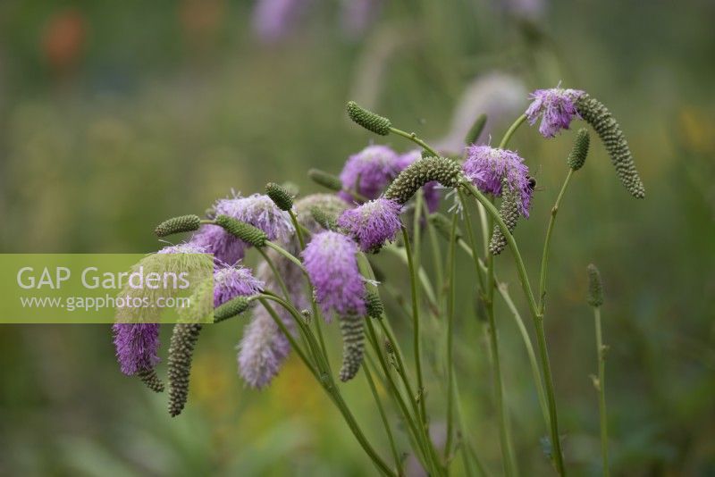 Sanguisorba hakusanensis 'Lilac Squirrel' - August