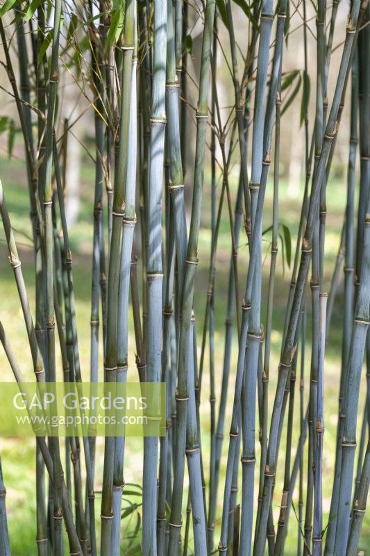 Borinda lushuiensis Yunnan 4 - Bamboo