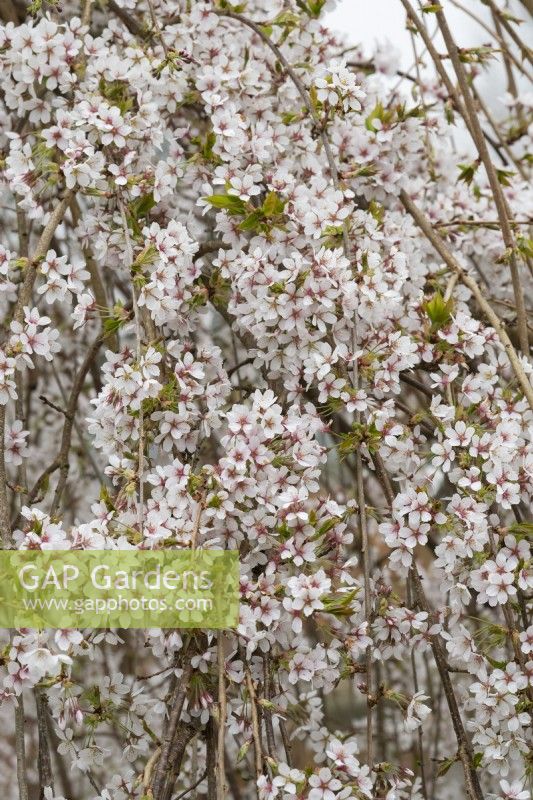 Prunus x yedoensis 'Shidare-Yoshino' -  Weeping Yoshino cherry tree blossom