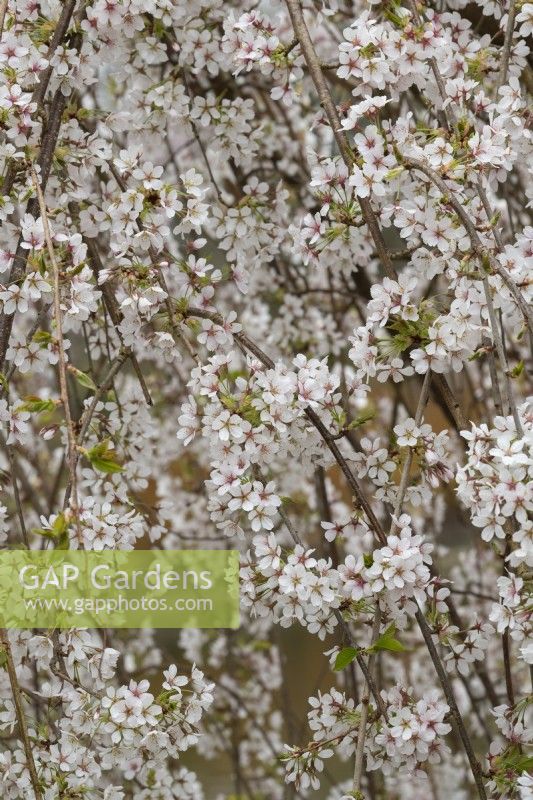 Prunus x yedoensis 'Shidare-Yoshino' -  Weeping Yoshino cherry tree blossom