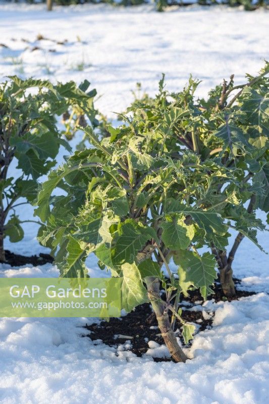 Perennial Kale damaged by Pigeons