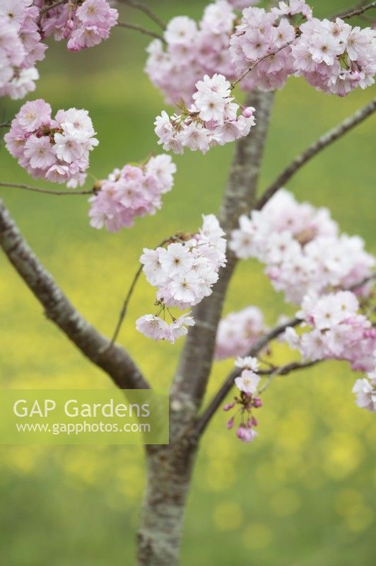 Prunus 'Accolade' - Cherry tree blossom