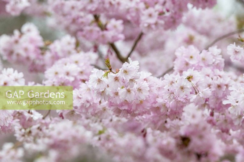Prunus 'Accolade' - Cherry tree blossom