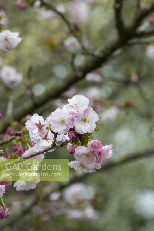 Prunus 'Matsumae Hayazaki' - Cherry tree blossom