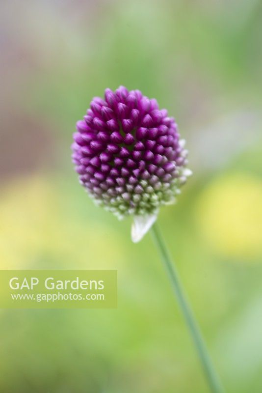 Allium sphaerocephalon - July