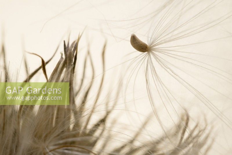 Cirsium vulgare - Spear Thistle seeds