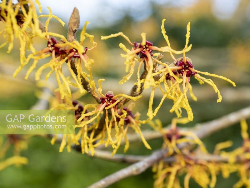 Hamamelis x intermedia 'Vesna'