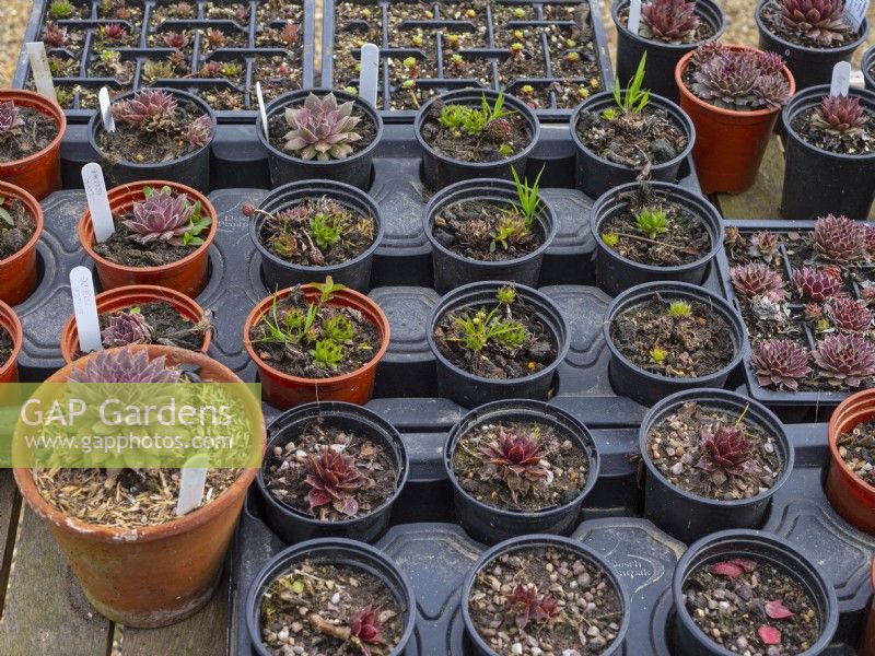 Potted Succulent cuttings in early april