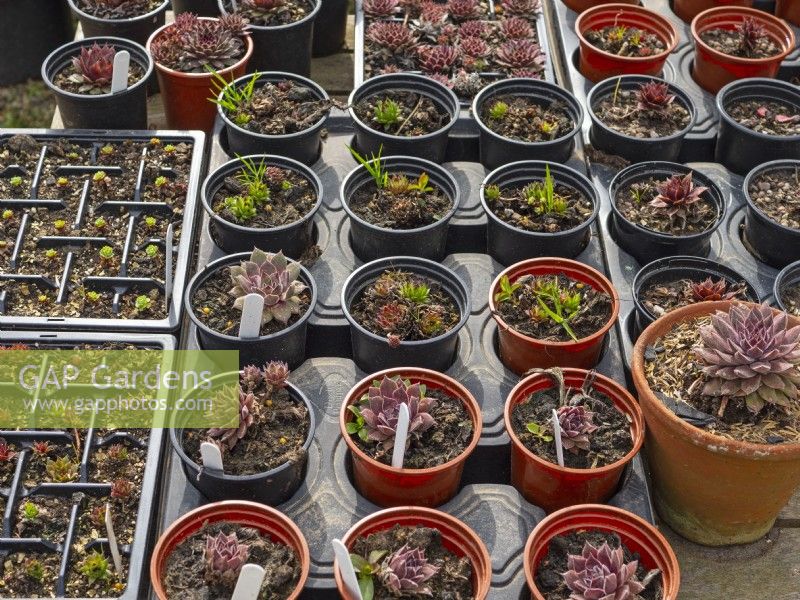 Potted Succulent cuttings in early april