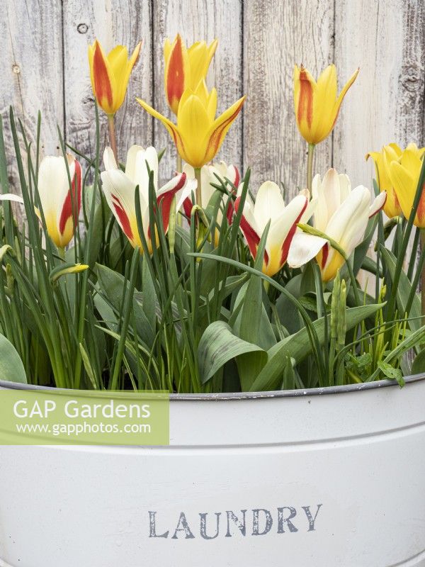 Spring display of tulips in old metal laundry container