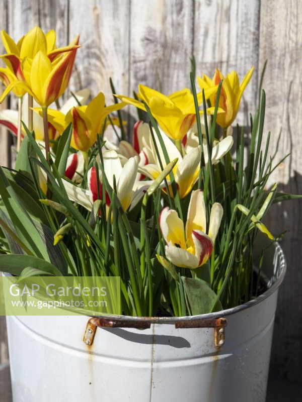 Old metal laundry container with spring bulbs - Tulipa Giuseppe, Johann Strauss