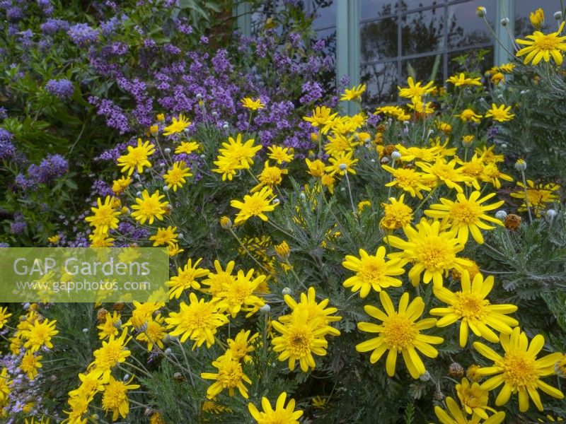 Euryops pectinatus in flower