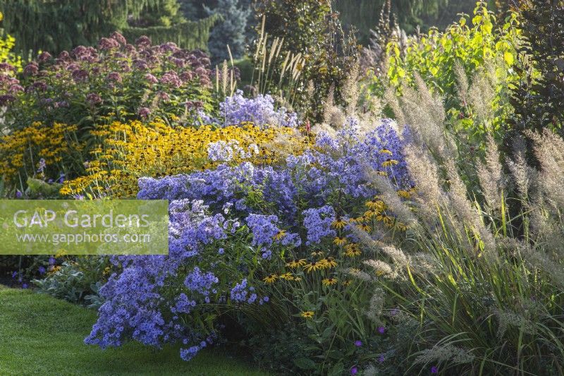 Late summer display in the Summer Garden at The Bressingham Gardens, Norfolk - September. Aster 'Little Carlow', Calamagrostis brachytricha, Cornus sanguinea 'Midwinter Fire', Rudbeckia fulgida var. deamii, Eupatorium maculatum 'Gateway', Pennisetum macrourum. 