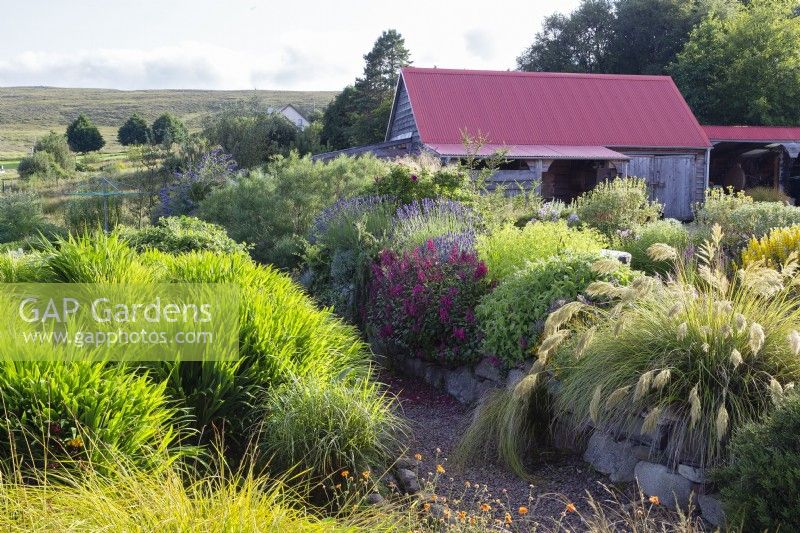 Lavender, Phygelius Ã— rectus Somerford Funfair Wine and Chionochloa flavicans growing over stone dyke above path