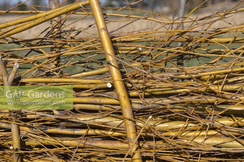 Fence barrier on an allotment made from waste willow (salix) branches and twigs after pollarding