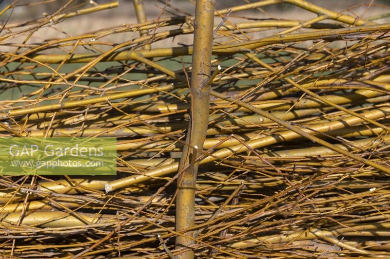 Fence barrier on an allotment made from waste willow (salix) branches and twigs after pollarding