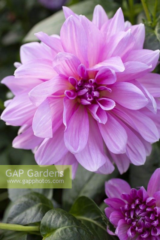 Dahlia 'Lavender Perfection', September