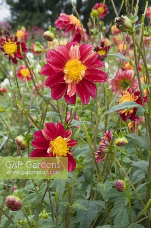 Dahlia 'Rock and Roll'