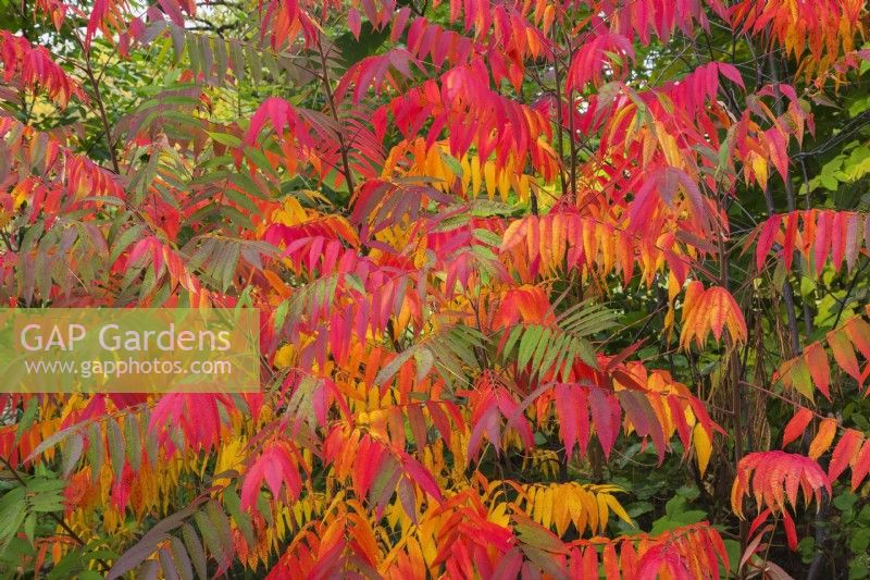 Rhus typhina - Velvet Sumac shrubs in autumn - October