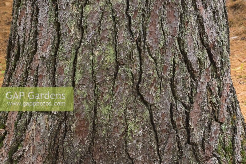 Pinus - Red Pine tree bark covered with Bryophyta - Green Moss - October