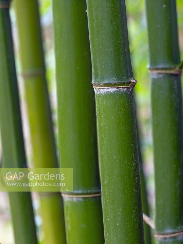 Borinda papyrifera in April