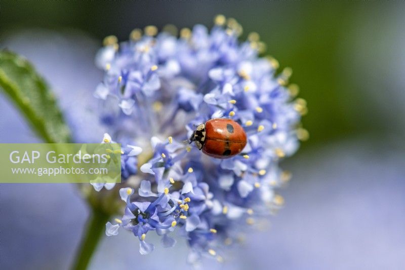  Twospotted lady beetle on flower