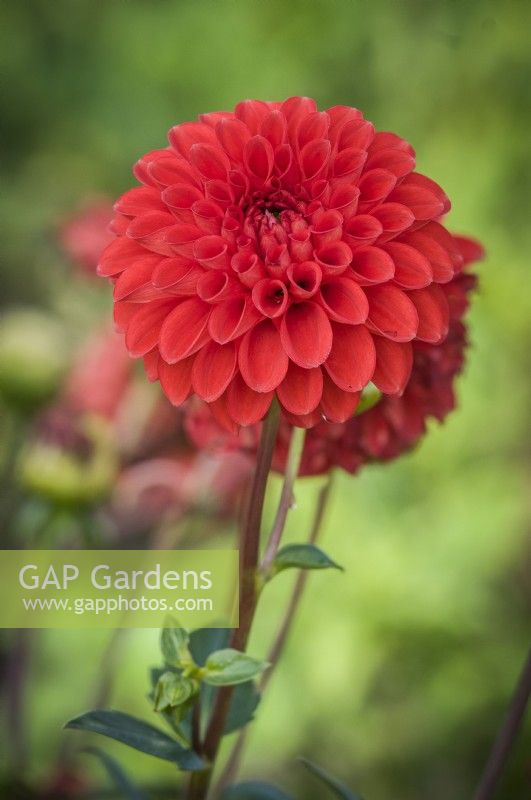 Dahlia 'Salsa'