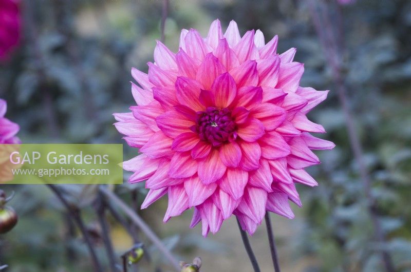 Dahlia 'Black Springer'