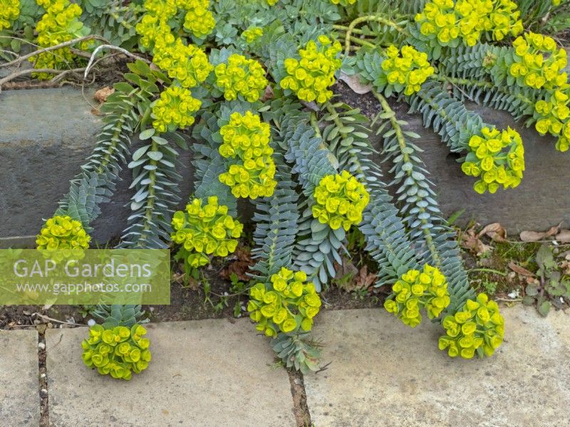 Euphorbia myrsinites- Myrtle spurge in Spring