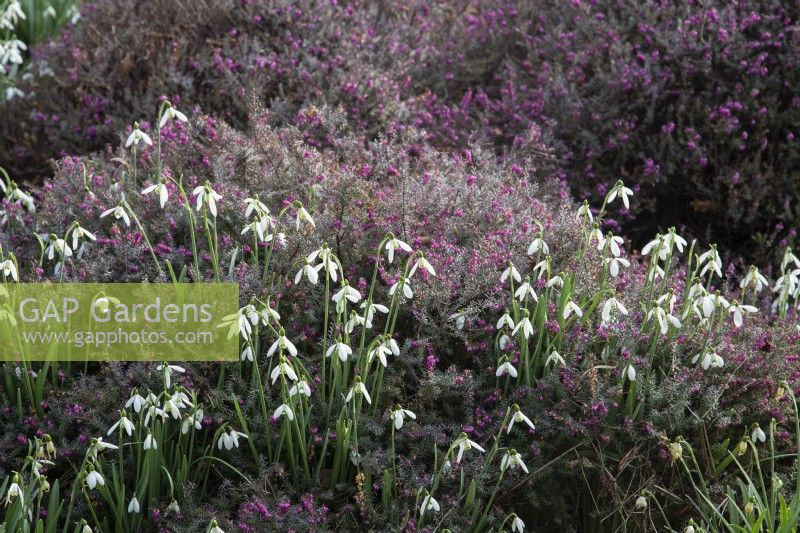 Galanthus nivalis 'S. Arnott' with Erica x darleyensis 'Kramer's Roteâ€™ - March