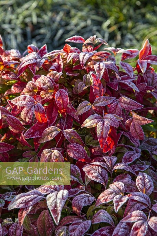 Nandina domestica 'Firepower' - January