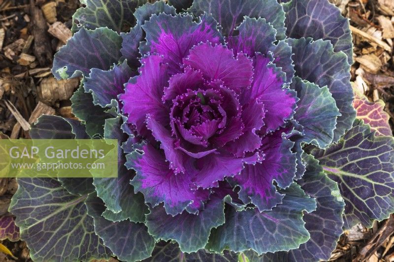Purple Brassica oleracea - Ornamental Cabbage in autumn - October