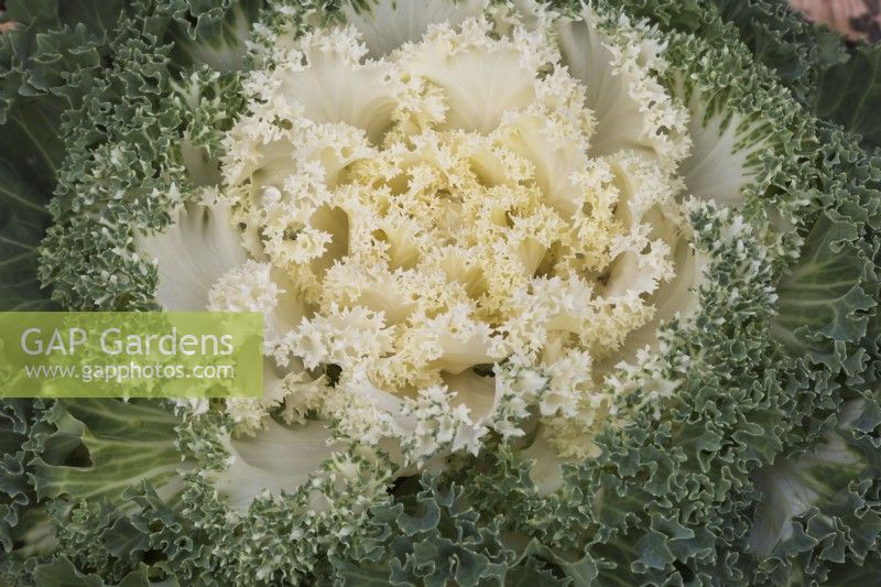 White Brassica oleracea - Ornamental Cabbage in autumn - October