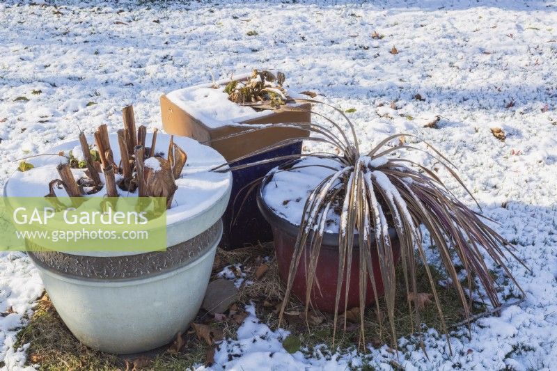 Planters with cutback plants left outdoors in backyard garden with snow on the ground in late autumn, Quebec, Canada - November