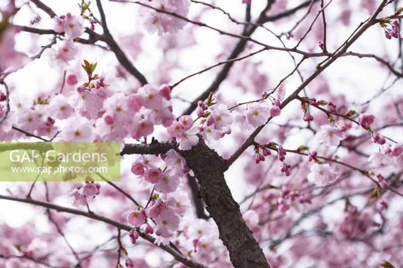 Prunus 'Accolade' - Flowering Cherry