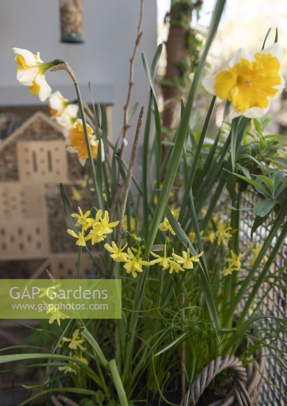 Narcissus 'Hawera' dwarf-flowering daffodil. In a container on a North facing balcony. 