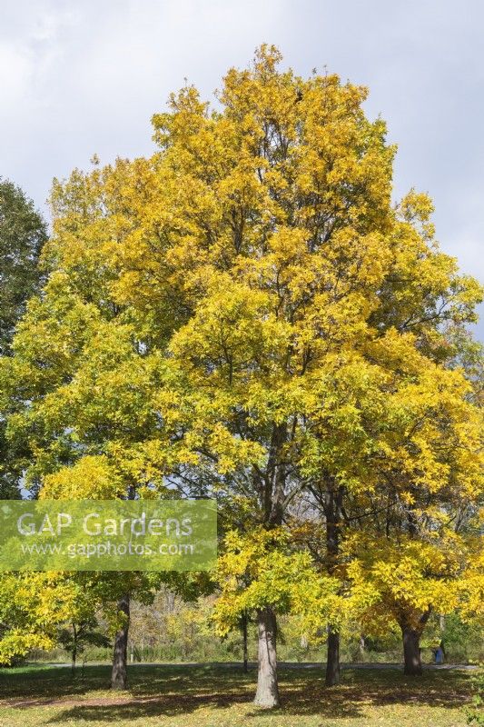 Carya ovata - Shagbark Hickory tree in autumn, Montreal Botanical Garden, Quebec, Canada - October