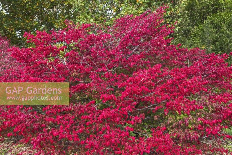 Euonymus alatus 'Compactus - Dwarf Burning Bush in autumn, Montreal, Botanical Garden, Quebec, Canada - October