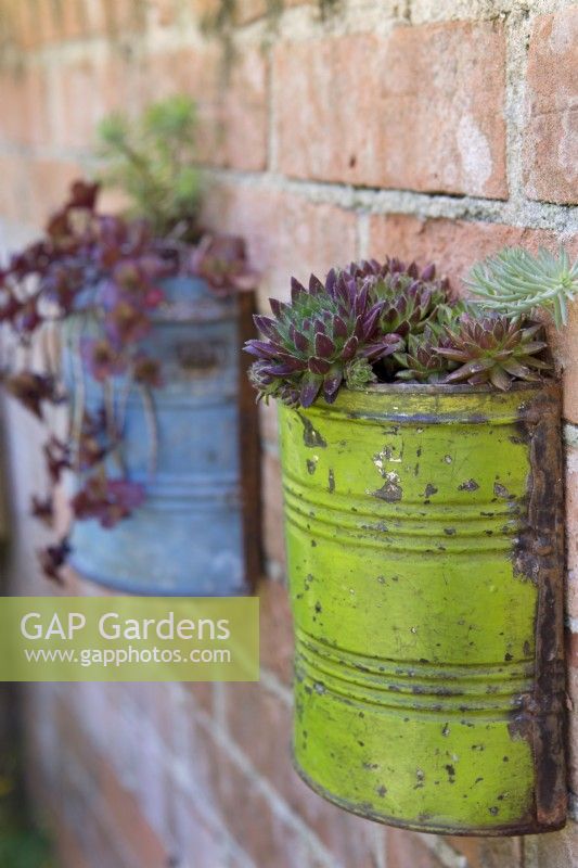 Sempervivum 'Crimson Velvet', Sedum spurium 'Fuldagult', Euphorbia cyparissias 'Fen's Ruby' planted in wall mounted painted aluminium cans on brick wall
