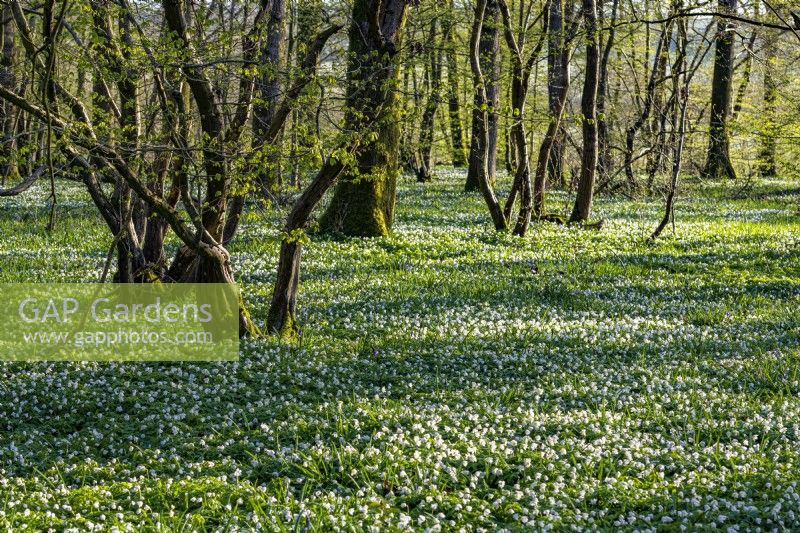 View of a woodland carpeted with Anemone nemorosa in Spring - April