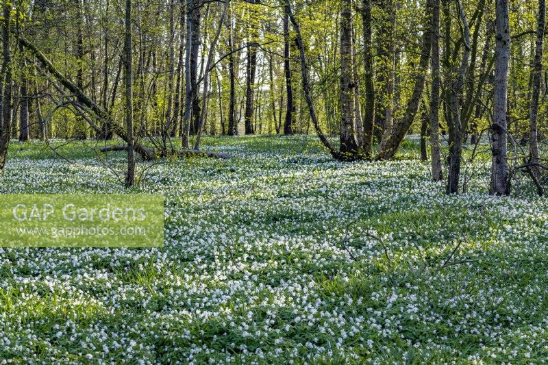 View of a woodland carpeted with Anemone nemorosa in Spring - April