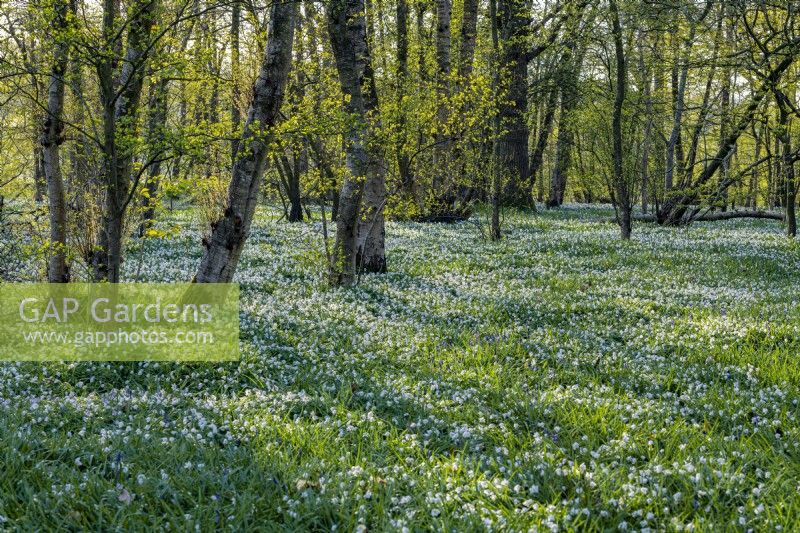 View of a woodland carpeted with Anemone nemorosa in Spring - April