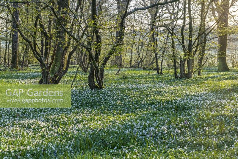 View of a woodland carpeted with Anemone nemorosa in Spring - April