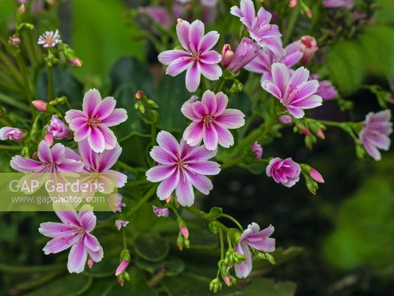 Lewisia cotyledon 'Sunset Strain' in flower mid April Norfolk
