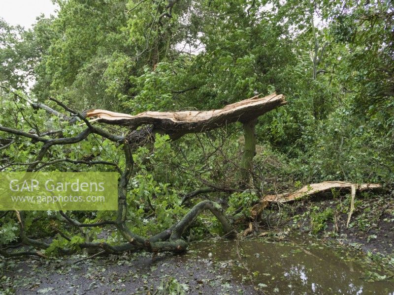 Storm damaged oak tree blocking country lane